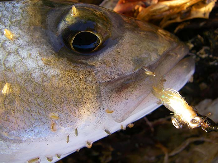 This bass took a little streamer. Notice all the hopper which jumped on board as soon as the fish was landed.