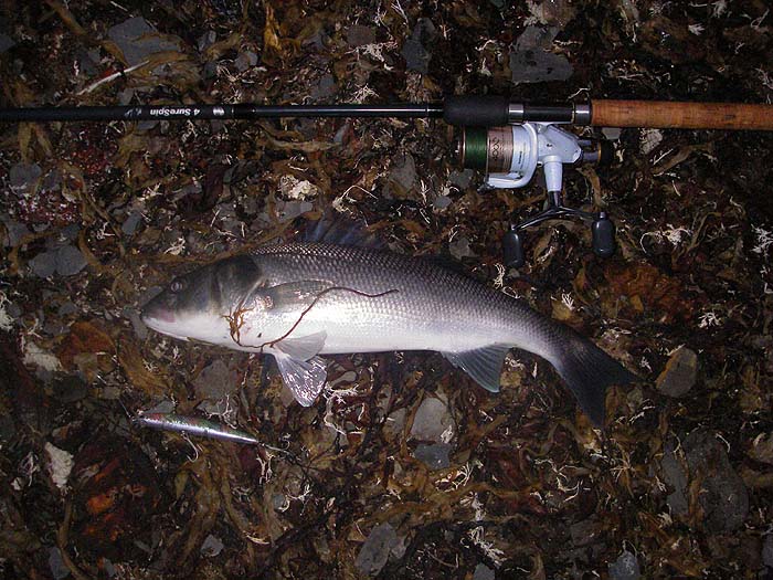 This four pounder took the Chase plug close in and gave me an idea where to make my next cast.