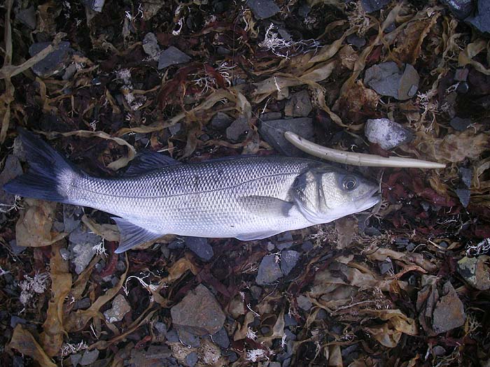 This lure was weedless but didn't induce many bites.