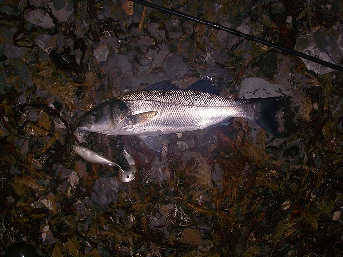 Not a 'weedless' rig but good enough to avoid the crap and having a lot more action.