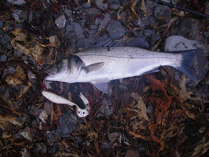 One of the six reasonable bass that fell to the attraction of my curly-tailed white lure in the space of about half-an-hour.
