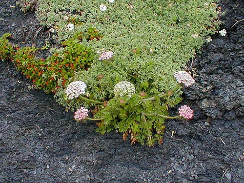 Another indicator of the season.