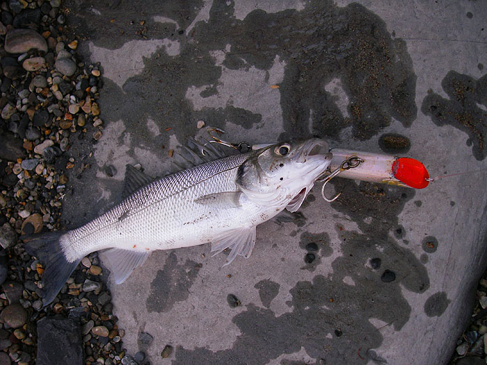 Only a small bass but well hooked on the big popper.