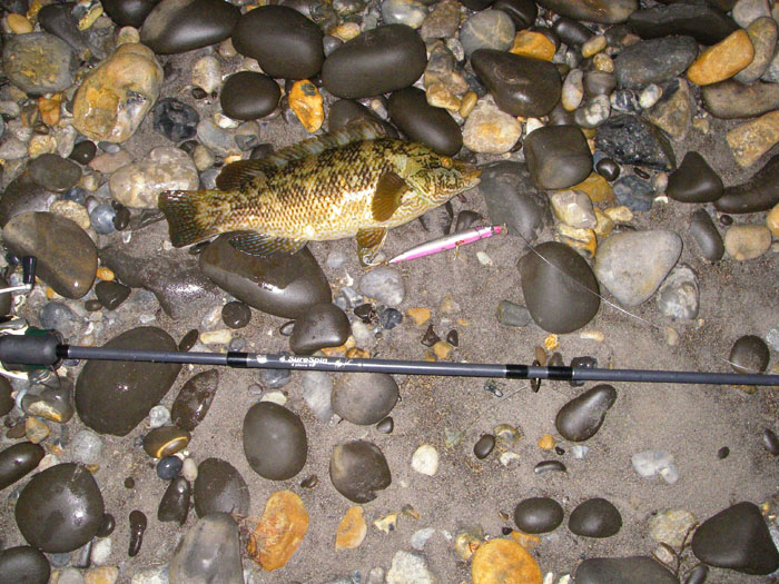 Just before I caught this fish a big bow-wave followed my lure in - was it a decent bass????.