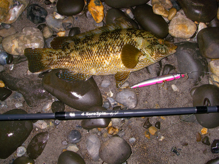 I haven't caught my usual quota of wrasse on the plugs this year so I thought it was worth another picture.