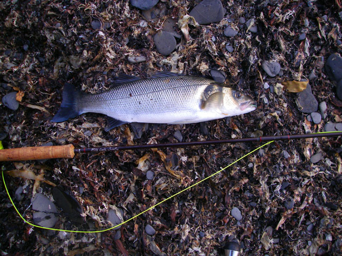 I'd already lost several fish in short order before I got this one. If I'd had more time I would have changed to a maggot fly and no doubt caught some wonderful mullet.