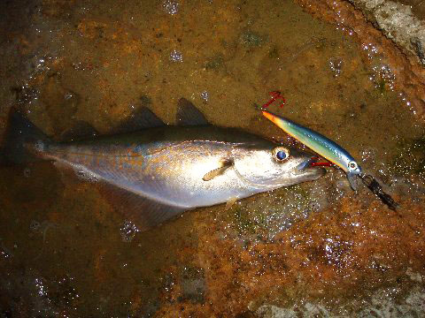 Not bad for starters although no doubt Dale might have caught more pollack on soft plastics.