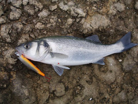 A bass hooked on the front treble of the Thunderstick. I think that the third hook tends to get in the way when your unhooking fish.