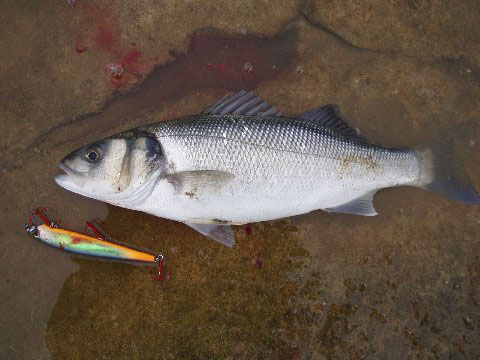 Dale sent me quite a few pictures but this one shows the lure with its three red VMC trebles clearly.