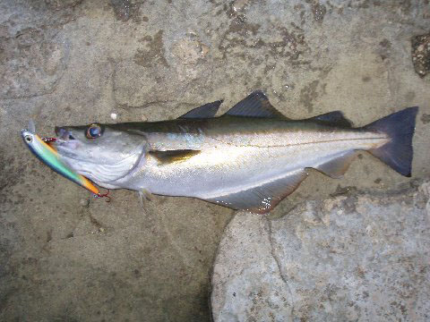 I expect he'll get plenty more fish in the future - the first one's always the hardest.