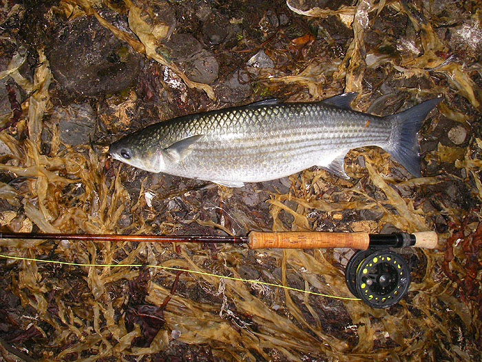 Six-pounds-plus of thicklip is quite a test for the fly tackle and the little hook.