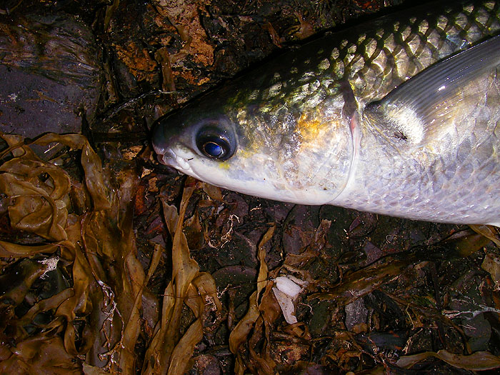 'Grey' mullet are actually quite colourful fish. The cast and fly are just below the fish's head.