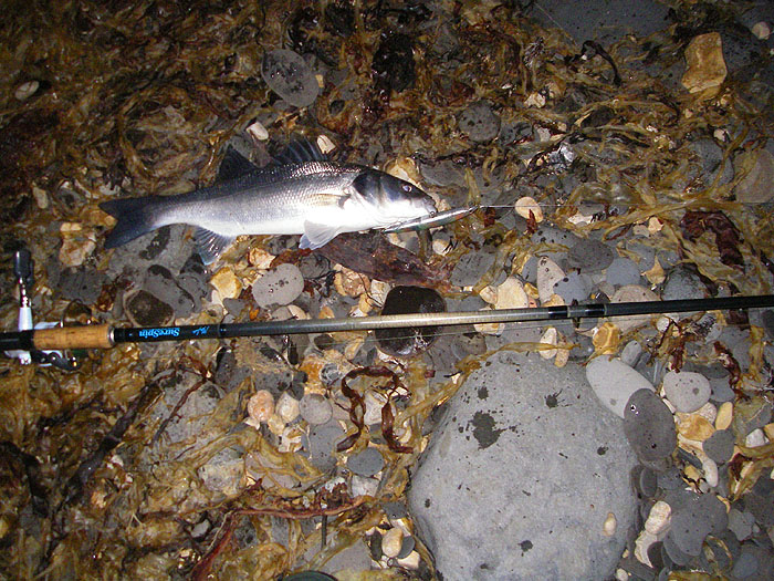 My first bass on a Maria Chase plug. There weren't many bass among the mullet as far as I could tell.