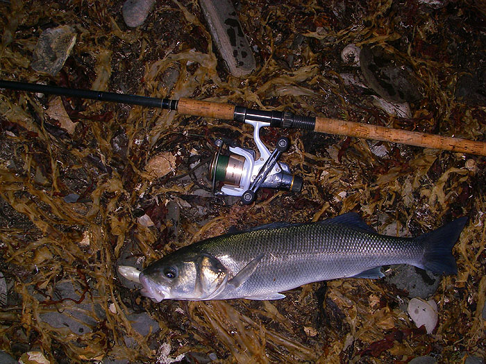 'This one took my plastic lure close in among the mullet shoals.