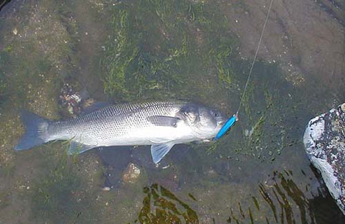 A fish of about five-and-a-half pounds slid into a rockpool just beyond the waves.