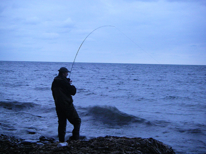 These fish don't know when to give up.