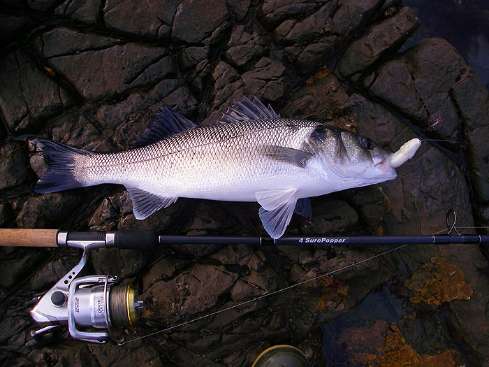 A bass in mint condition again firmly hooked on the slowly reeled, just sub-surface plastic.