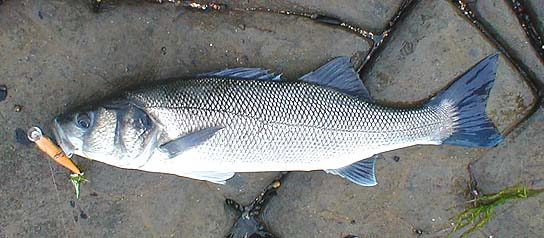 The mid-body treble of the Skitterpop was firmly in the side of the mouth but easily removed.