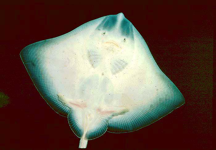 Well endowed with senses of smell, touch, taste and vision rays also have a super-sensitive electrical system.