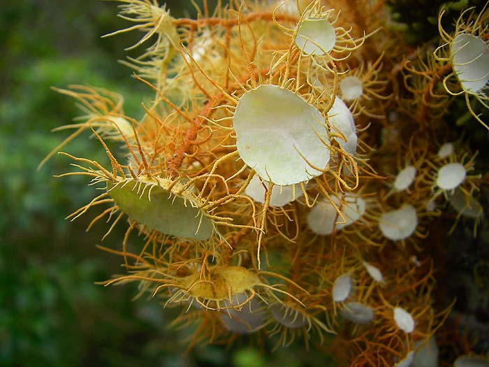 Makes a change from holly!.