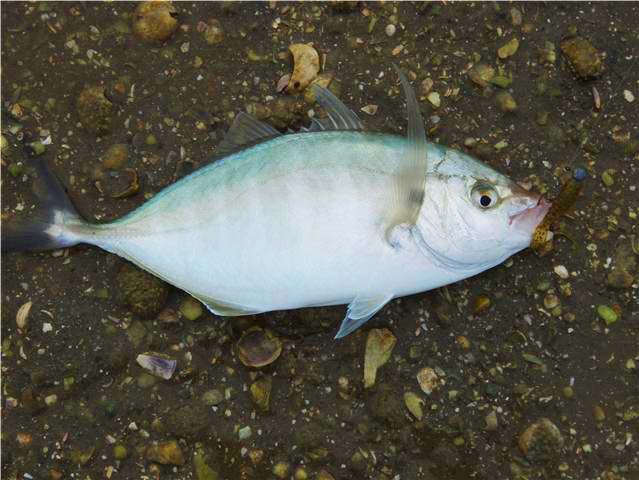 This one took one of Alan's 'salt and pepper' jigs, well camouflaged against the gravel.