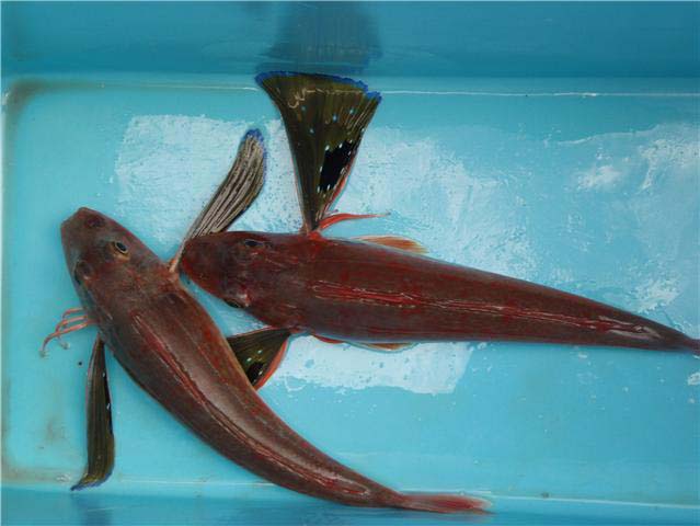 A bit bony but good eating. Anothers species susceptible to the jigs.