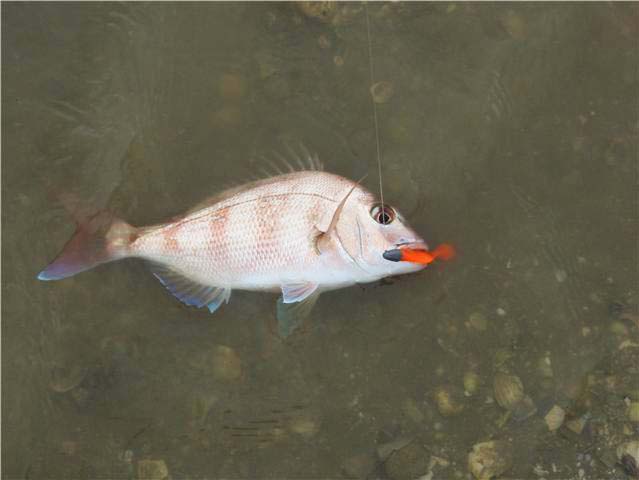 This one liked a brighter coloured bit of plastic.