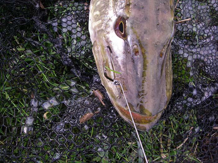 Debarbed circle hooks are relatively fish friendly.