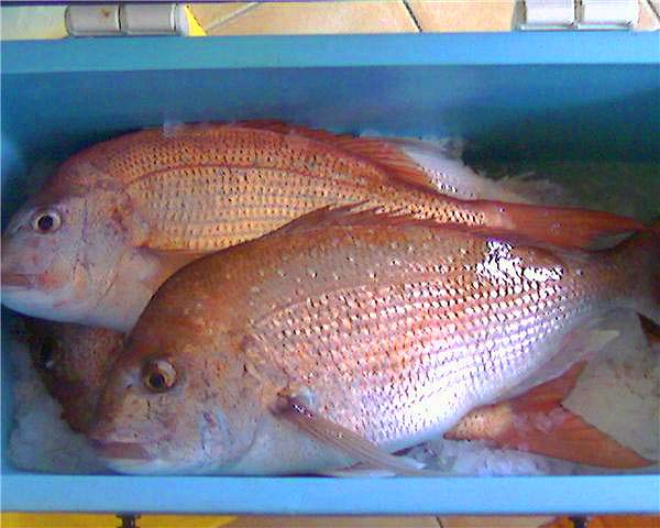 Wonderful with a few chips.