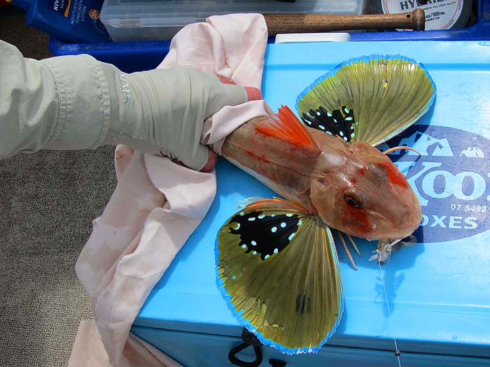 How many anglers over here regularly fish for gurnard with soft plastics? It could work well..