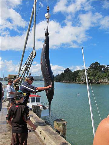 Hell of a fish but as Alan says - no need to string them up. A picture should be adequate unless the fish are needed for food.