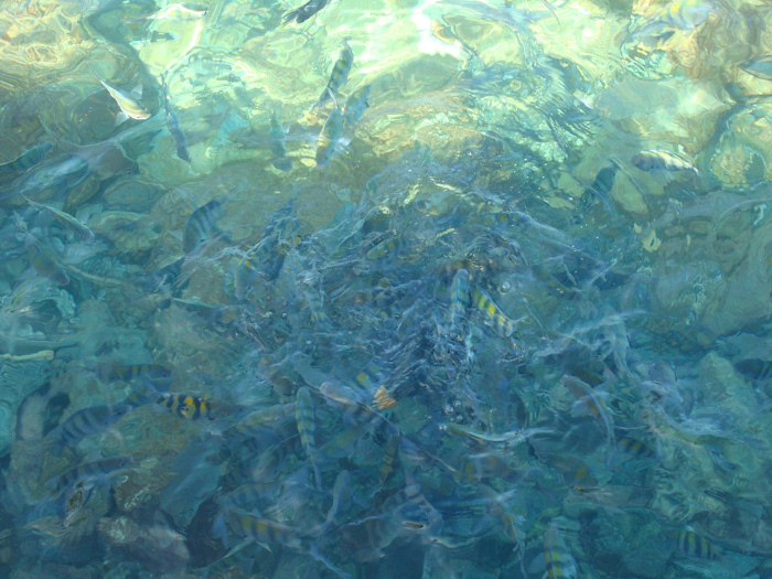 A piece of bread crust will attract hundreds of sergeant majors to the feast.