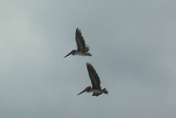 Normally feeding pelicans are everywhere but for several days they were absent altogether.
