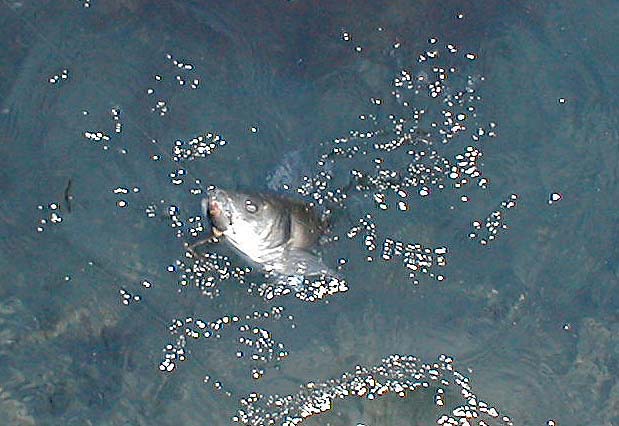 Well hooked on a J11.