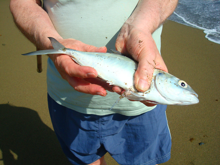 Another bonus considering the conditions. This was caught from the spot in the previous picture.