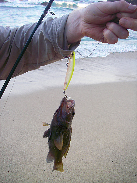 Careful Rich! It kicked as he tried to unhook it. Another centimetre and we'd have been taking the hook out of his wrist.