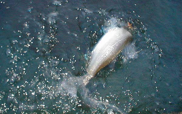 It was a lively little fish.