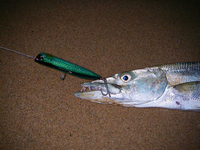 These jobs make pike look fairly tame and it's always a pleasure to land one..