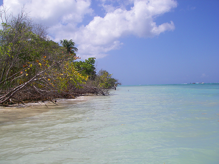 Richard, backed up against the mangroves by the incoming tide, is playing a barracuda hookedon a bonefish lure.