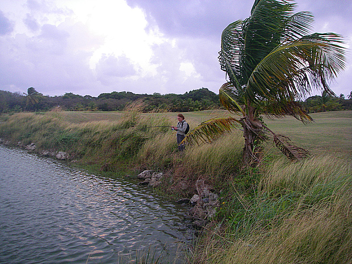 Rich plays a snook over the weeds.