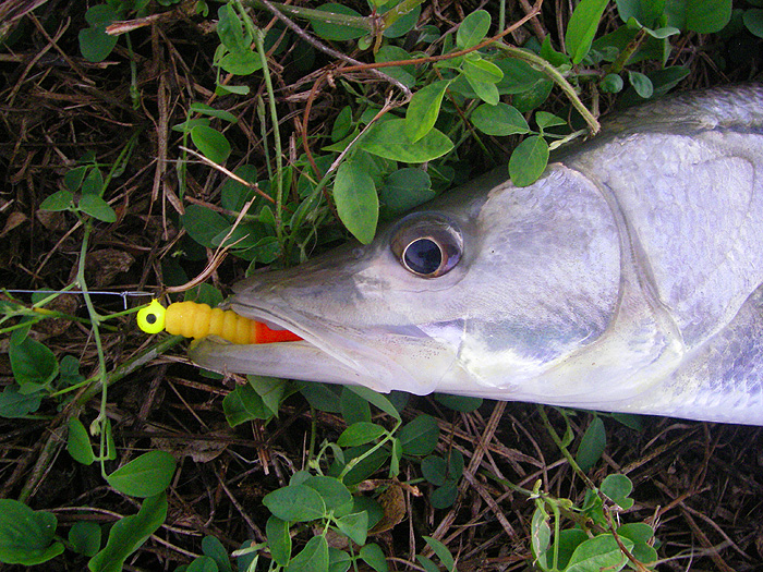 I tried jigging in the edge with a little curly tail for this one but I had many more by dabbling the big Sandra lure.