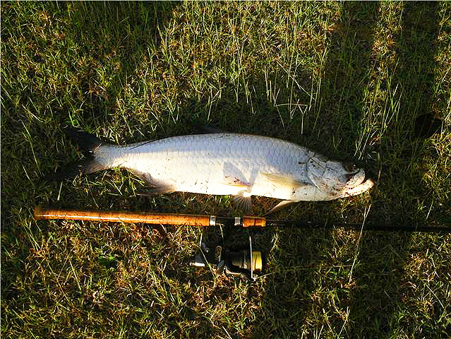 Flies are pretty good for tarpon - because they suck them well in hooking is more certain and secure.