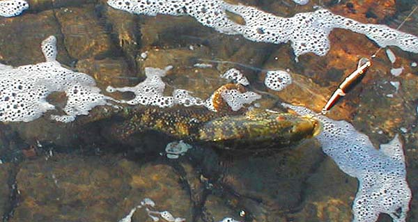 Well hooked on the tail treble the fish battled hard and dived into a patch of japweed but was extracted fairly easily.