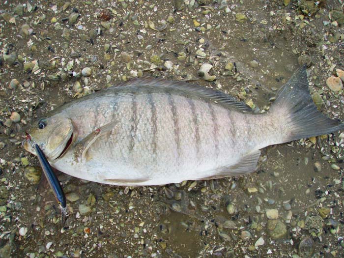 Interesting that they eat crabs and will take plugs - just like wrasse really - except that they seem to fight harder.