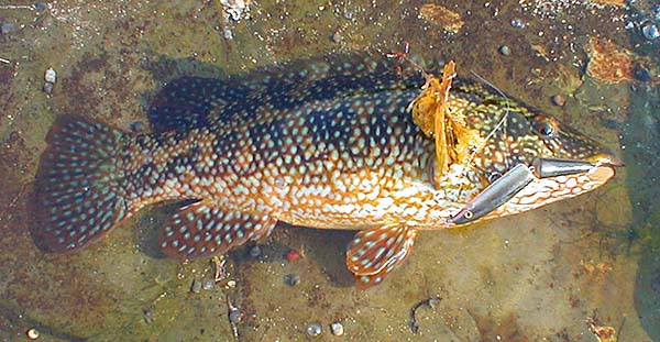 1.6kg and a good first wrasse of the year.