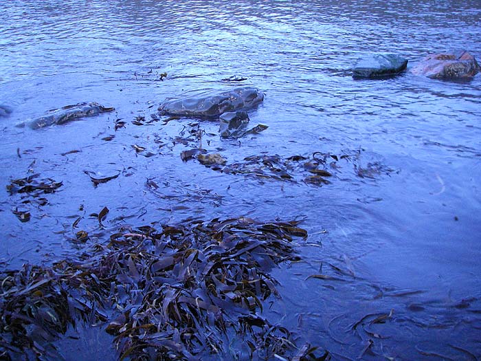 This stuff in the sea's edge is often heaving with fish food.