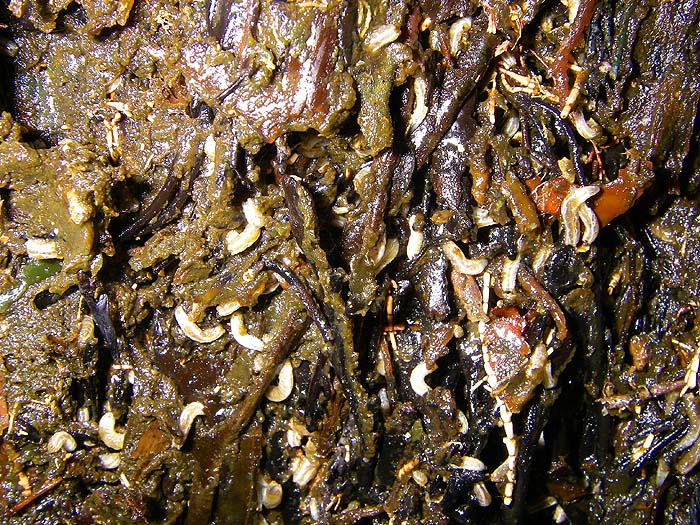 Seaweed fly maggots are small but nutritious and they attract BIG fish.