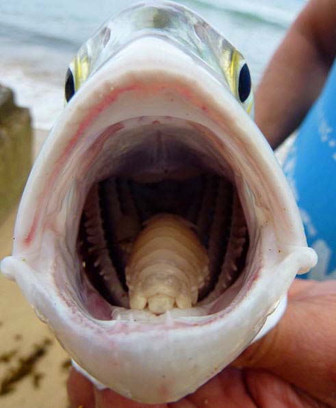 These giant woodlice cling inside the mouths of the jacks and other fish and must be a real nuisance.