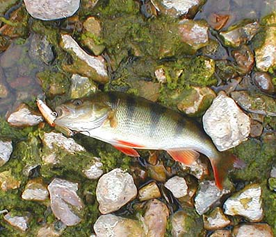 I could have been taking this picture as they were wrecking my car door.