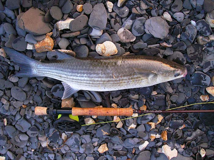 It's quite a relief to land a fish after my recent lean spell.